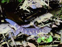 Image of Cyrtodactylus wayakonei Nguyen, Kingsada, Rösler, Auer & Ziegler 2010