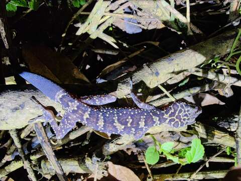 Слика од Cyrtodactylus wayakonei Nguyen, Kingsada, Rösler, Auer & Ziegler 2010