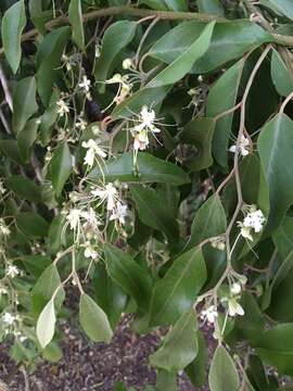 Image of Capparis quiniflora DC.