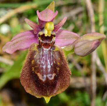 Sivun Ophrys heraultii G. Keller ex Schrenk kuva