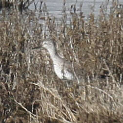 Image of Lesser Yellowlegs