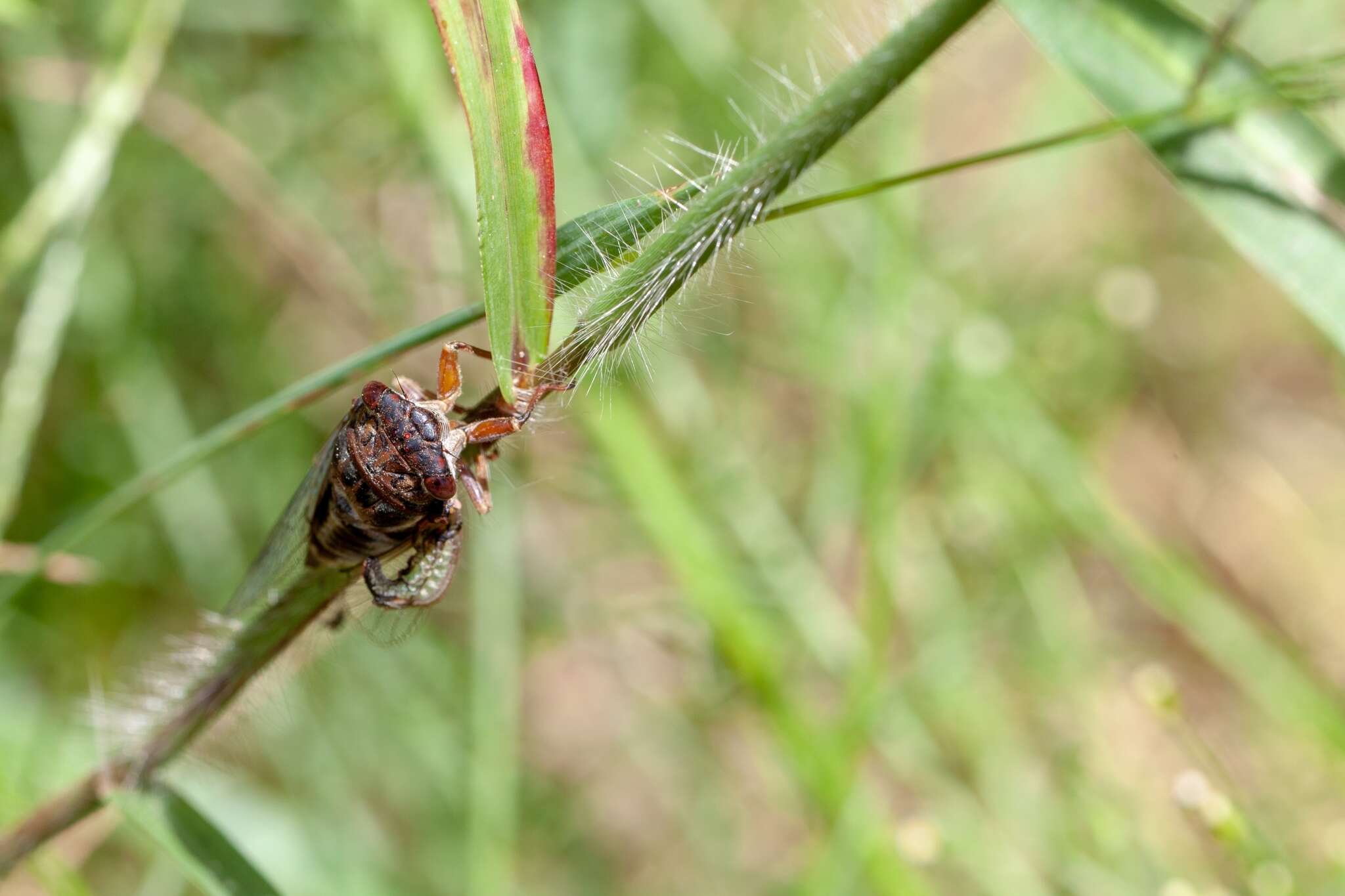 Image de Diceroprocta olympusa (Walker & F. 1850)