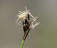 Imagem de Carex curvula All.