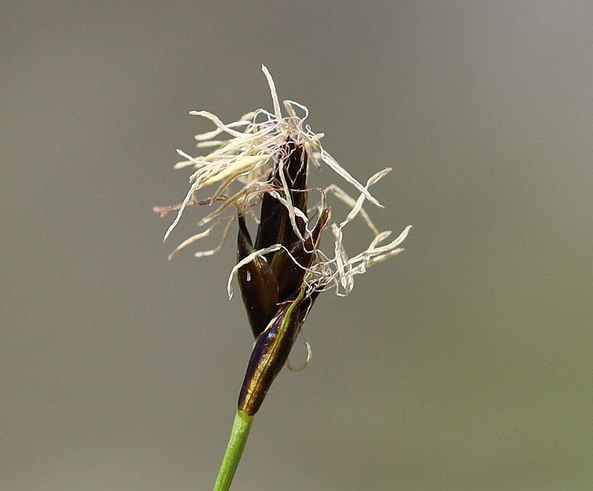 Image de Carex curvula All.