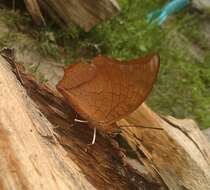 صورة Charaxes aristogiton Felder & Felder 1866