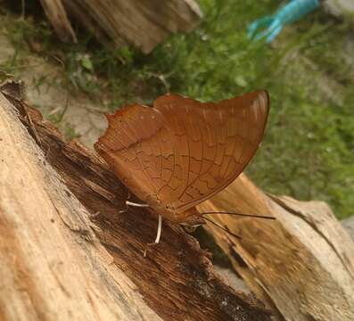 Imagem de Charaxes aristogiton Felder & Felder 1866