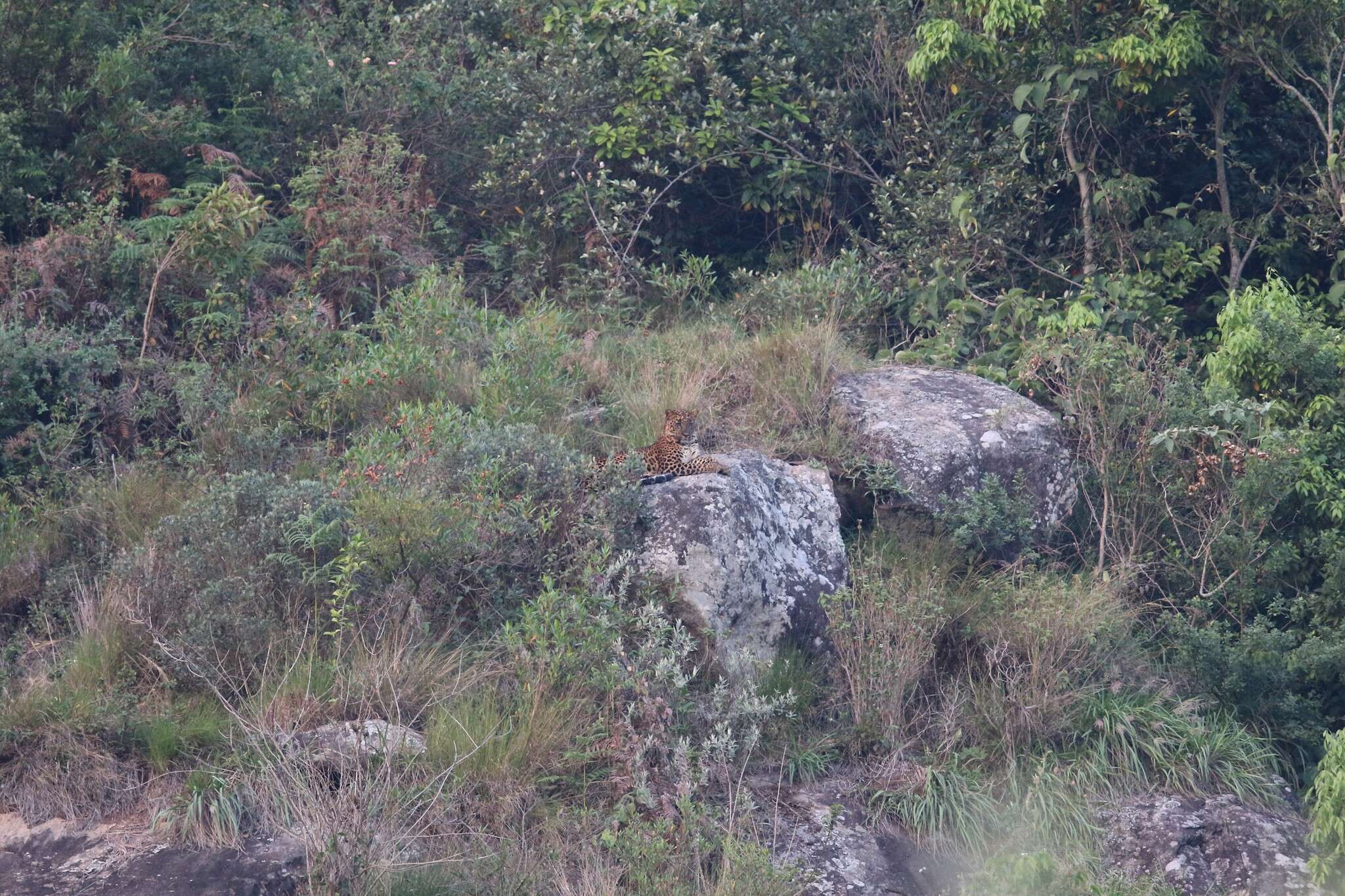 Image of Indian leopard