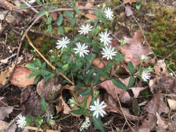 Image of star chickweed