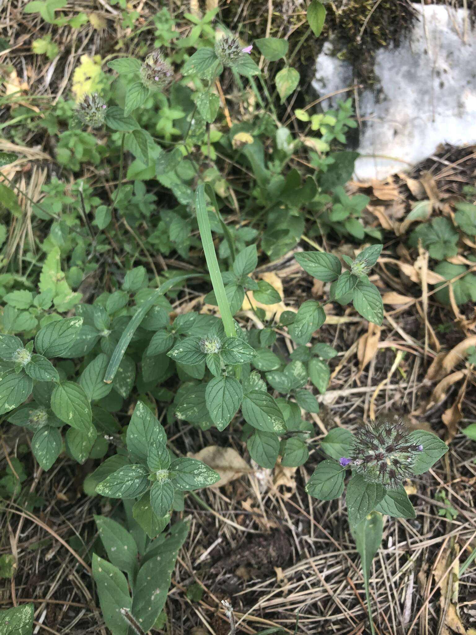 Слика од Clinopodium vulgare subsp. orientale Bothmer