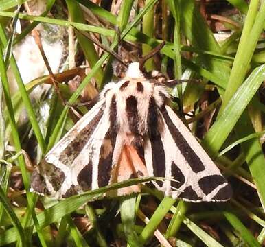 Image of Nais Tiger Moth