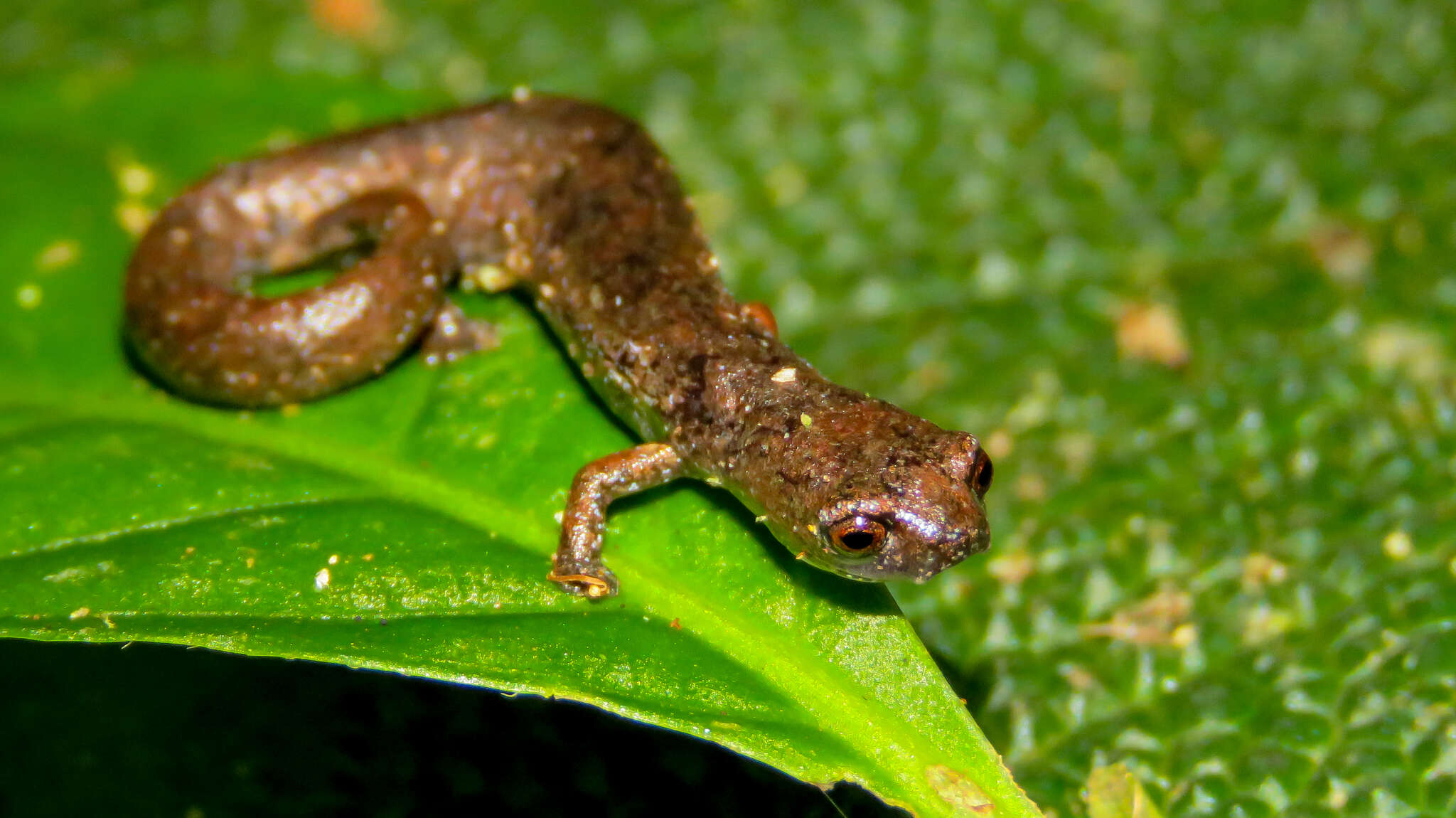 Image of Ramos' Mushroomtongue Salamander