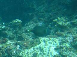 Image of Halfmoon triggerfish