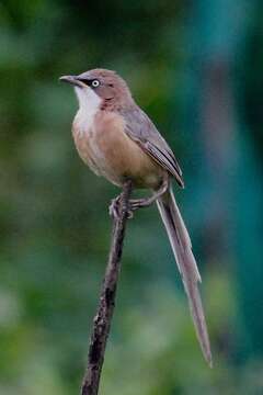 Image of White-throated Babbler