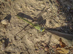 Image of Western Clubtail