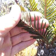 Image of Lomariocycas aurata (Fée) Gasper & A. R. Sm.