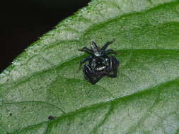 Image of Jumping spider