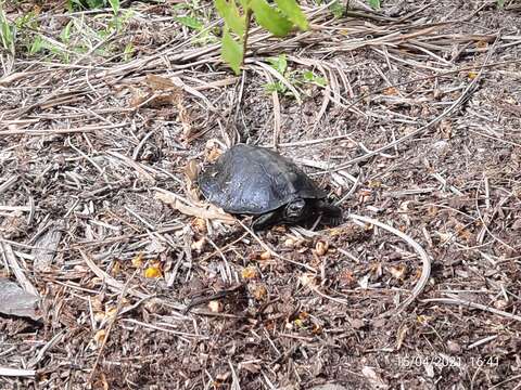 Image of Asian Leaf Turtle