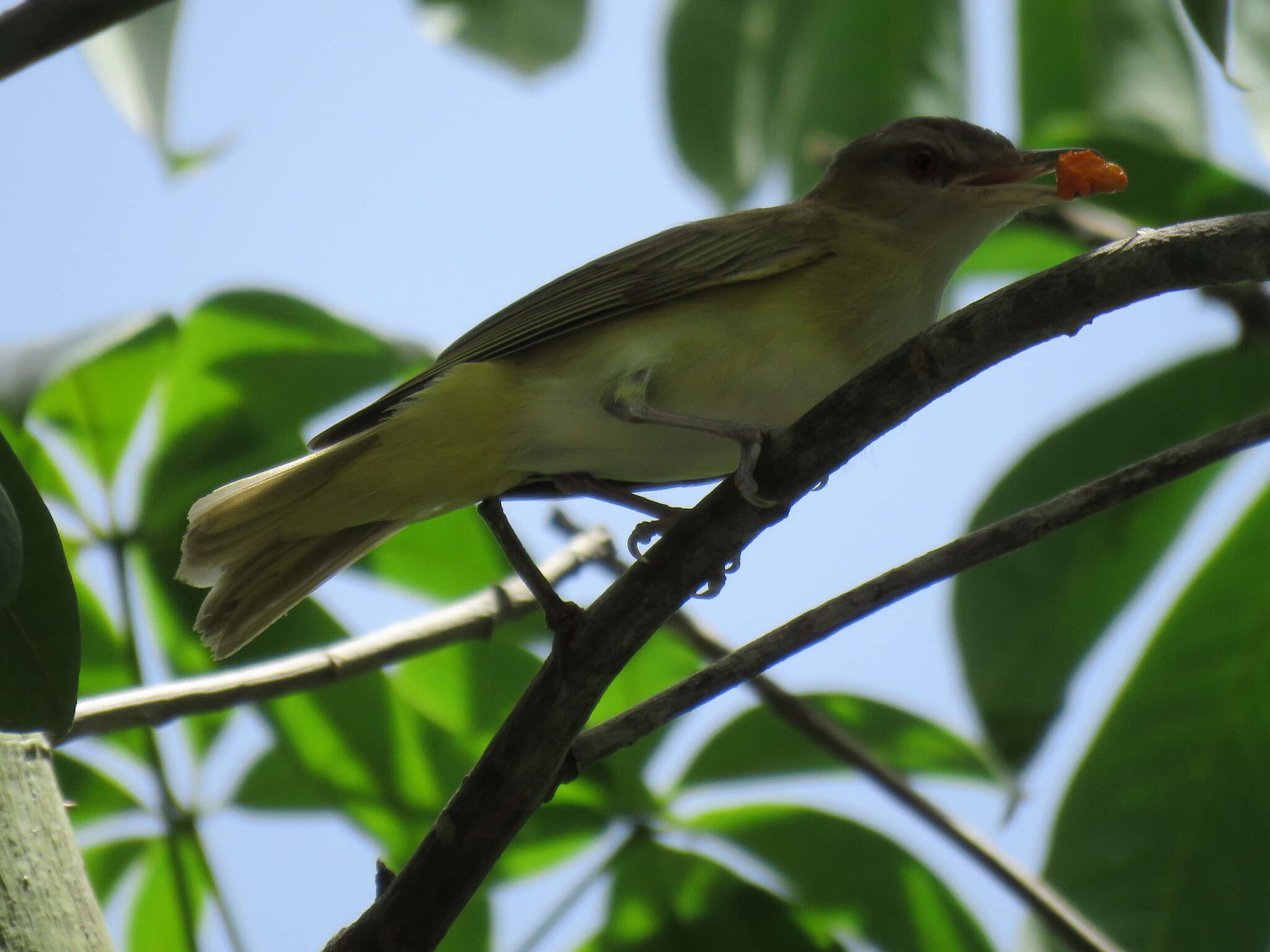 Слика од Vireo flavoviridis (Cassin 1851)