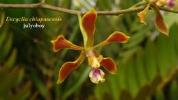 Image of Encyclia chiapasensis Withner & D. G. Hunt