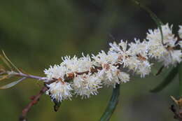 Imagem de Hakea laevipes subsp. graniticola Haegi