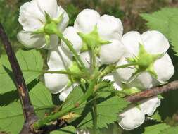 Imagem de Crataegus pruinosa var. dissona (Sarg.) J. B. Phipps