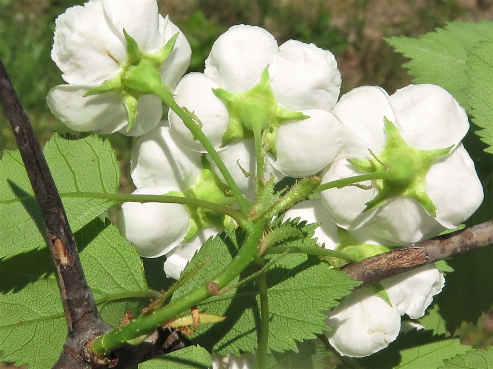 Слика од Crataegus pruinosa var. dissona (Sarg.) J. B. Phipps