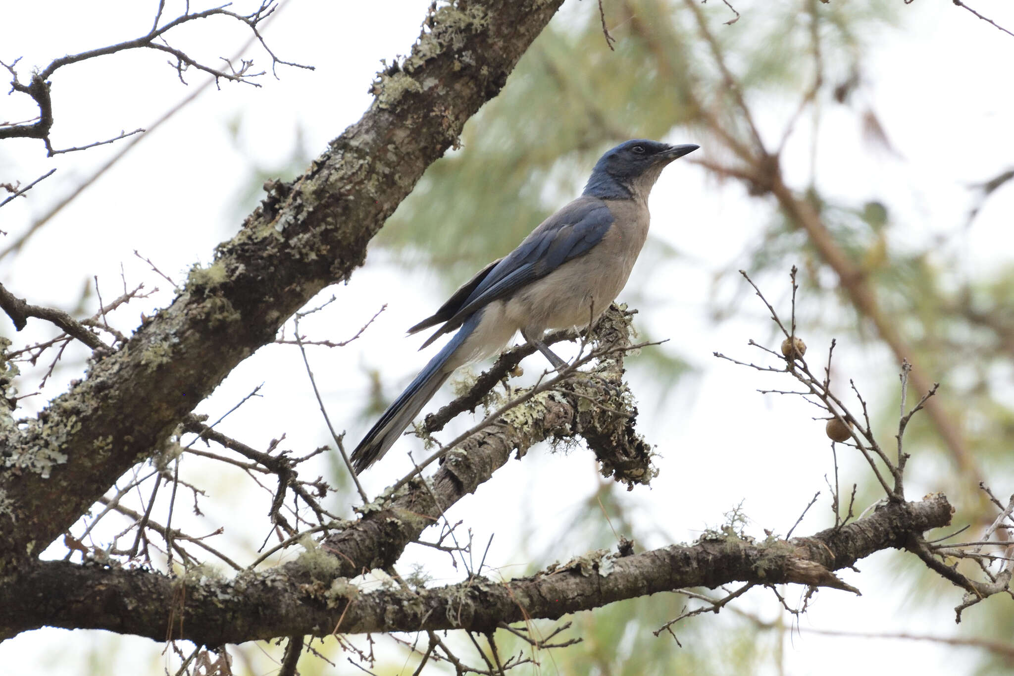 Image of Transvolcanic Jay