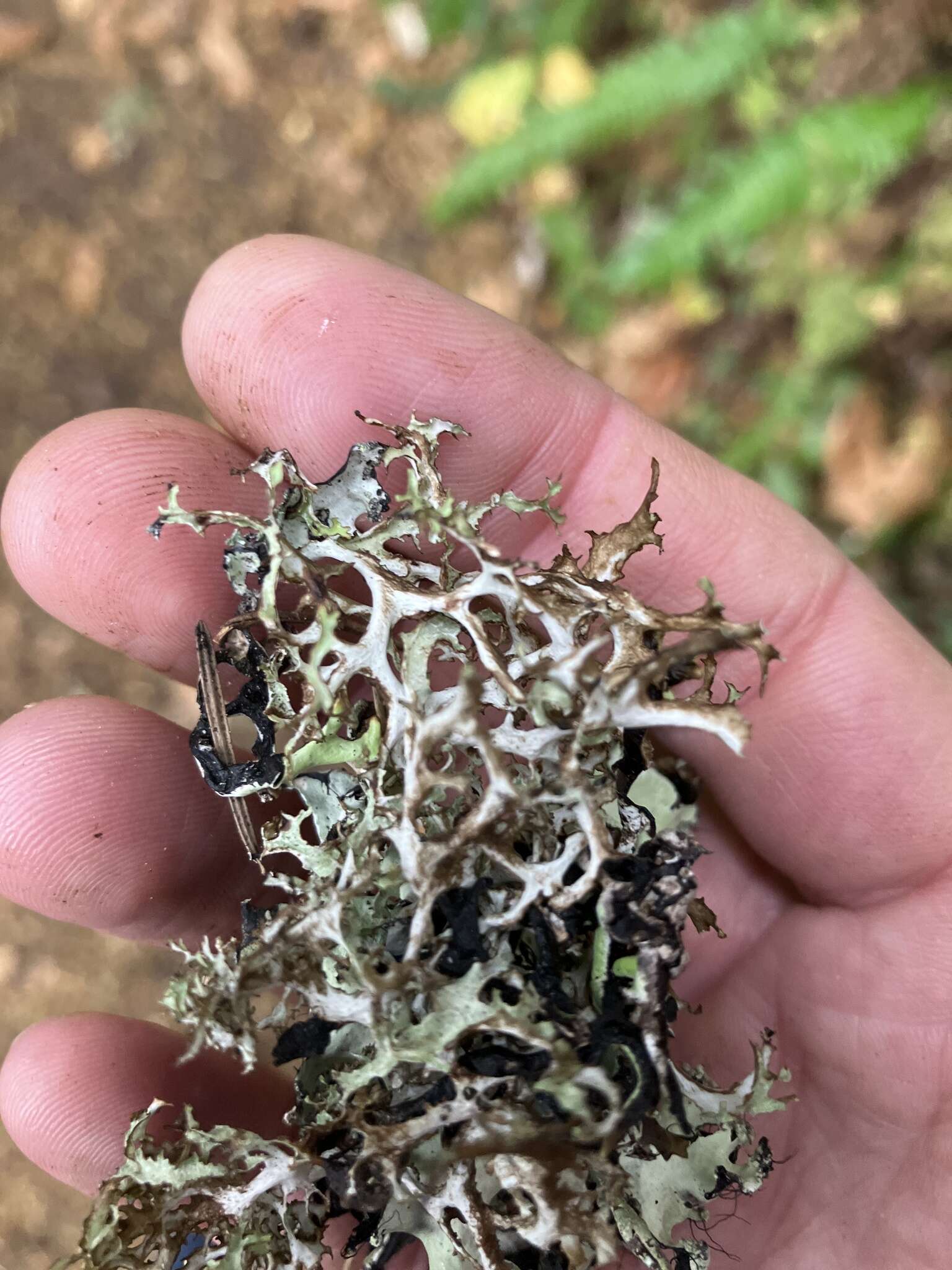 Image of ragged lichen