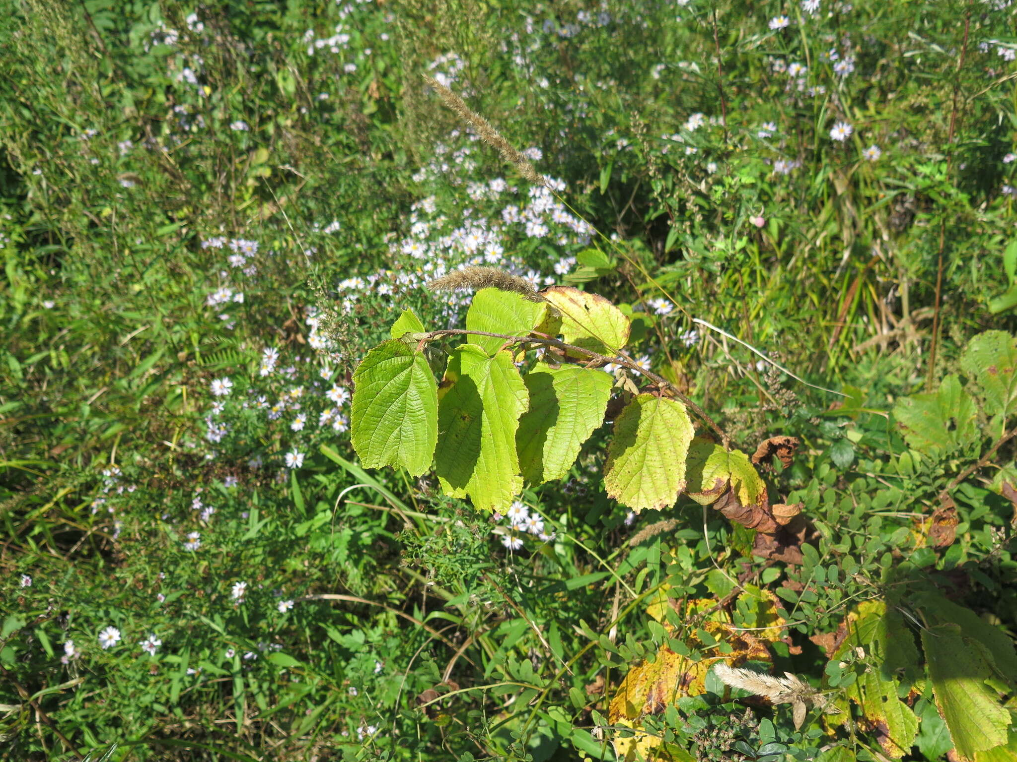 Image of Siberian hazelnut