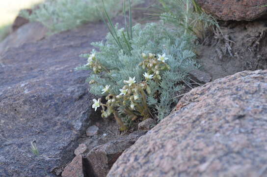 Image of Rosularia platyphylla (Schrenk) Berger