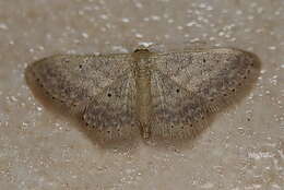 Image of Idaea elaphrodes Turner 1908