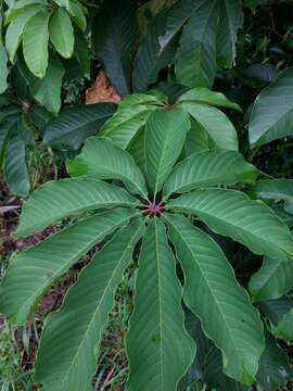 Imagem de Pseudobombax grandiflorum (Cav.) A. Robyns