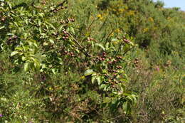 Plancia ëd Pyrus cordata Desv.