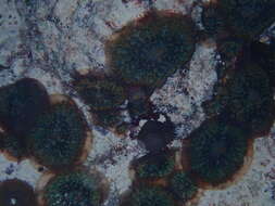 Image of Rhodactis osculifera (Le Sueur 1817)