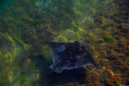 Image of Australian Eagle Ray