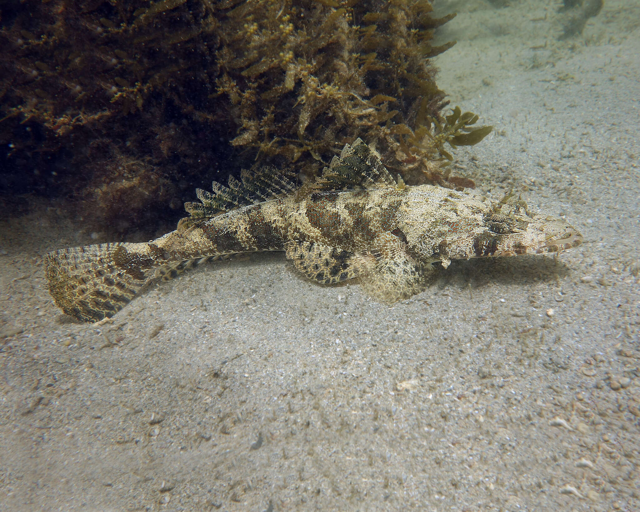 Image of Fringe-eyed flathead