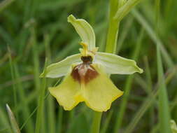 Image of Ophrys fuciflora subsp. lacaitae (Lojac.) Soó