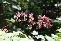 Image de Aralia continentalis Kitag.