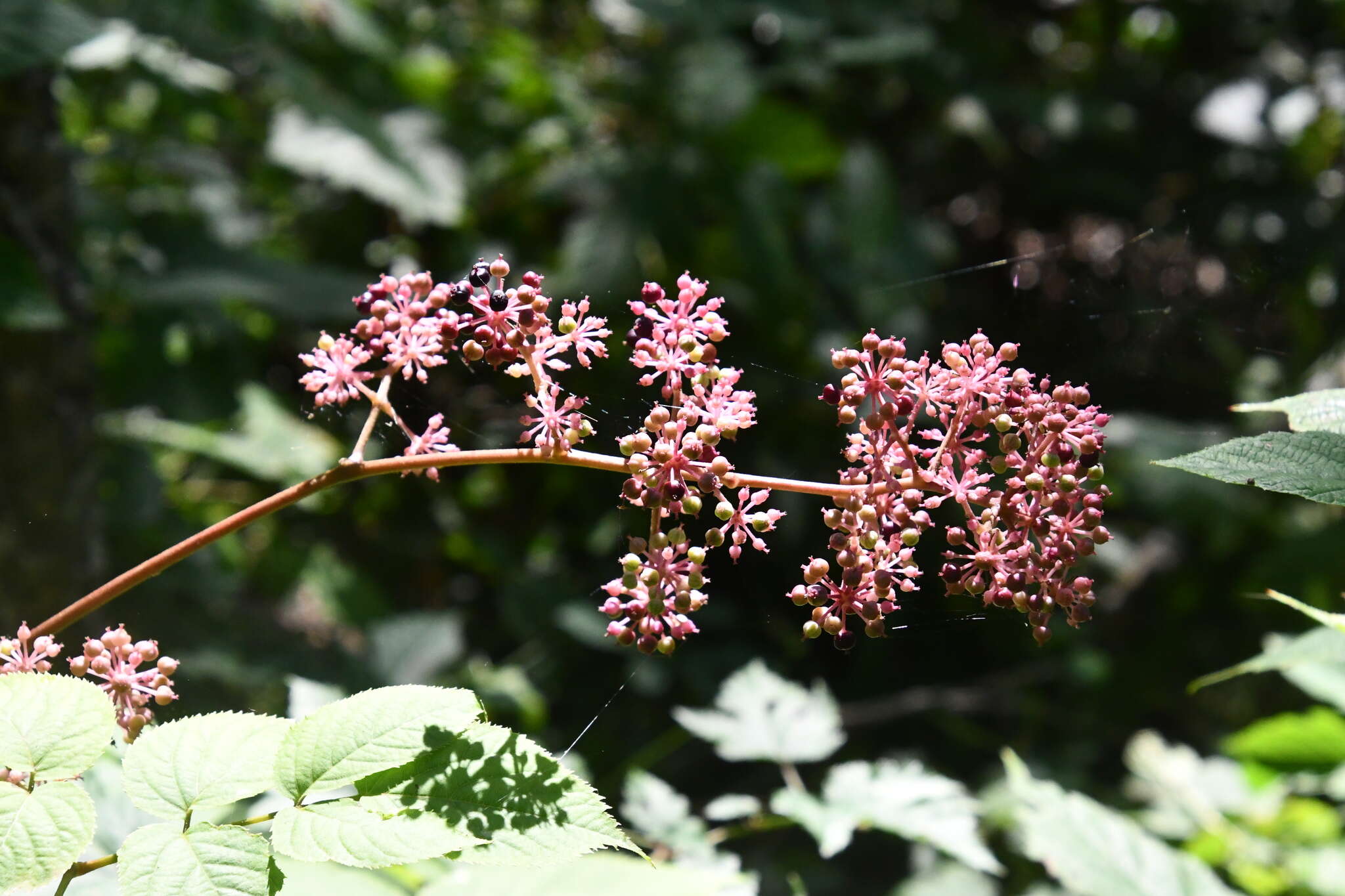 Image de Aralia continentalis Kitag.