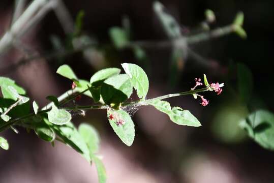 Image of Crossopetalum uragoga (Jacq.) O. Kuntze