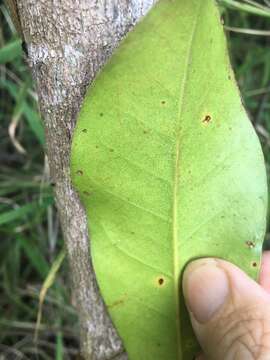 Image of Pleioluma queenslandica (P. Royen) Swenson