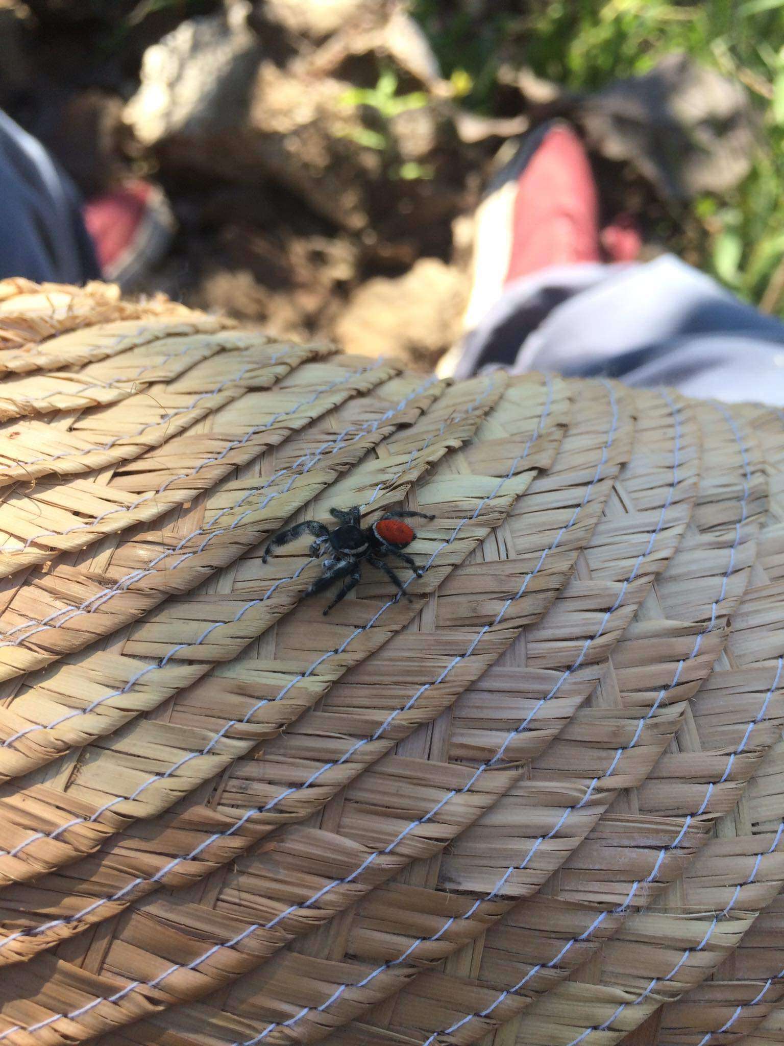 Image of Phidippus zethus Edwards 2004