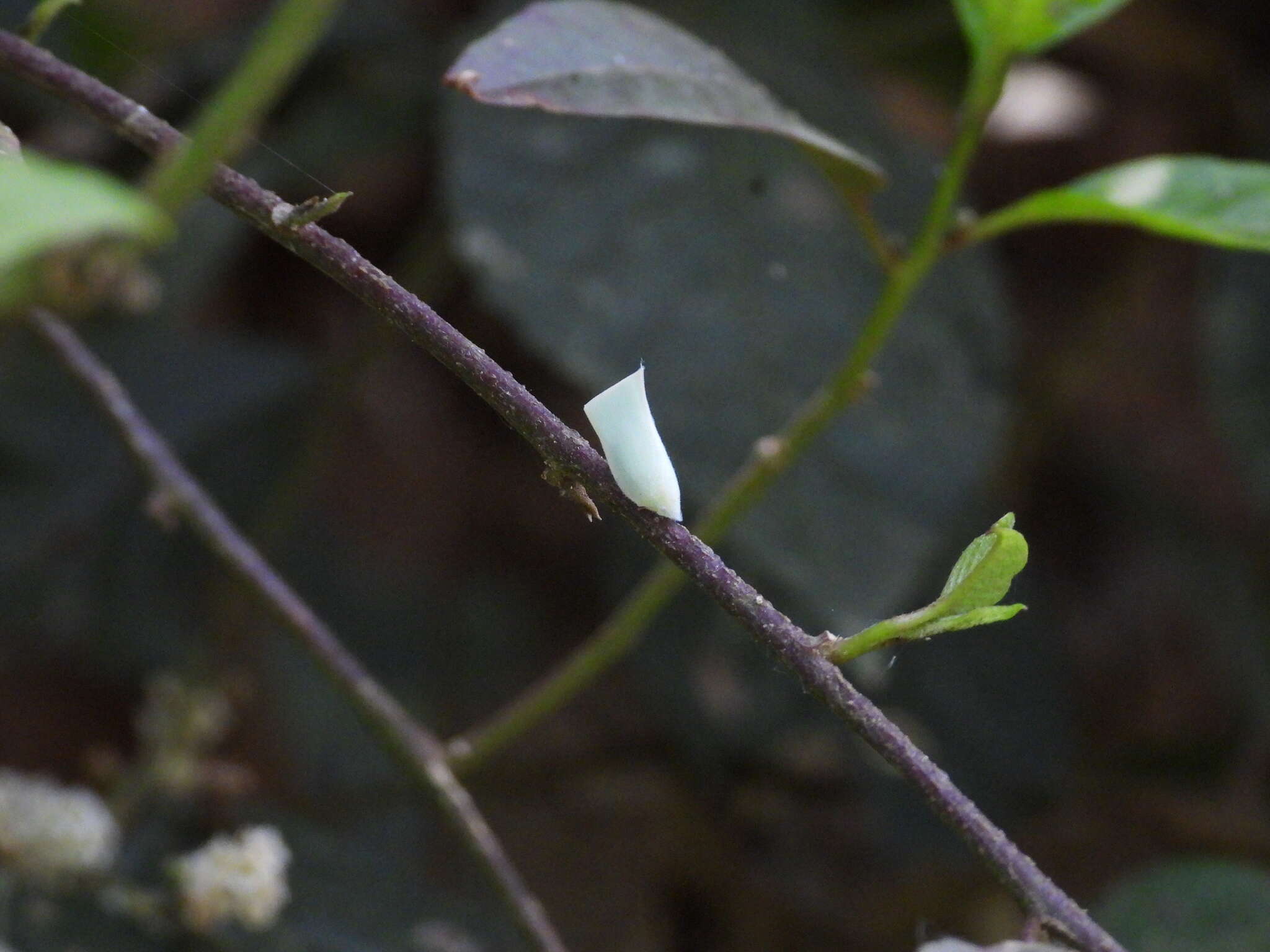 Image of Phylliana alba (Jacobi 1915)