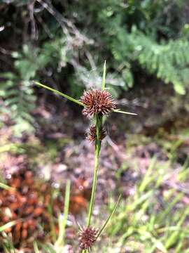 Image of Bunched Beak Sedge