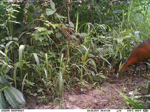 Image of Red-flanked Duiker