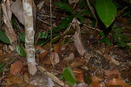 Image of Whitetail Lancehead