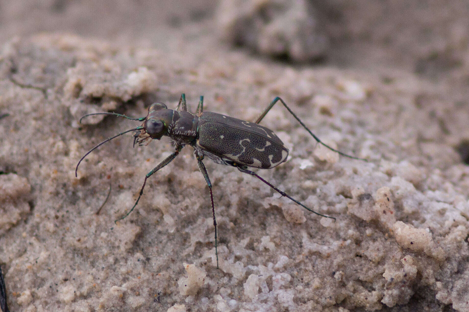 Image of Cicindela (Cicindelidia) trifasciata ascendens Le Conte 1851