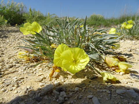 Oenothera macrocarpa subsp. fremontii (S. Wats.) W. L. Wagner resmi