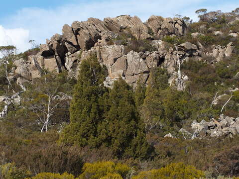 Image of Pencil Pine