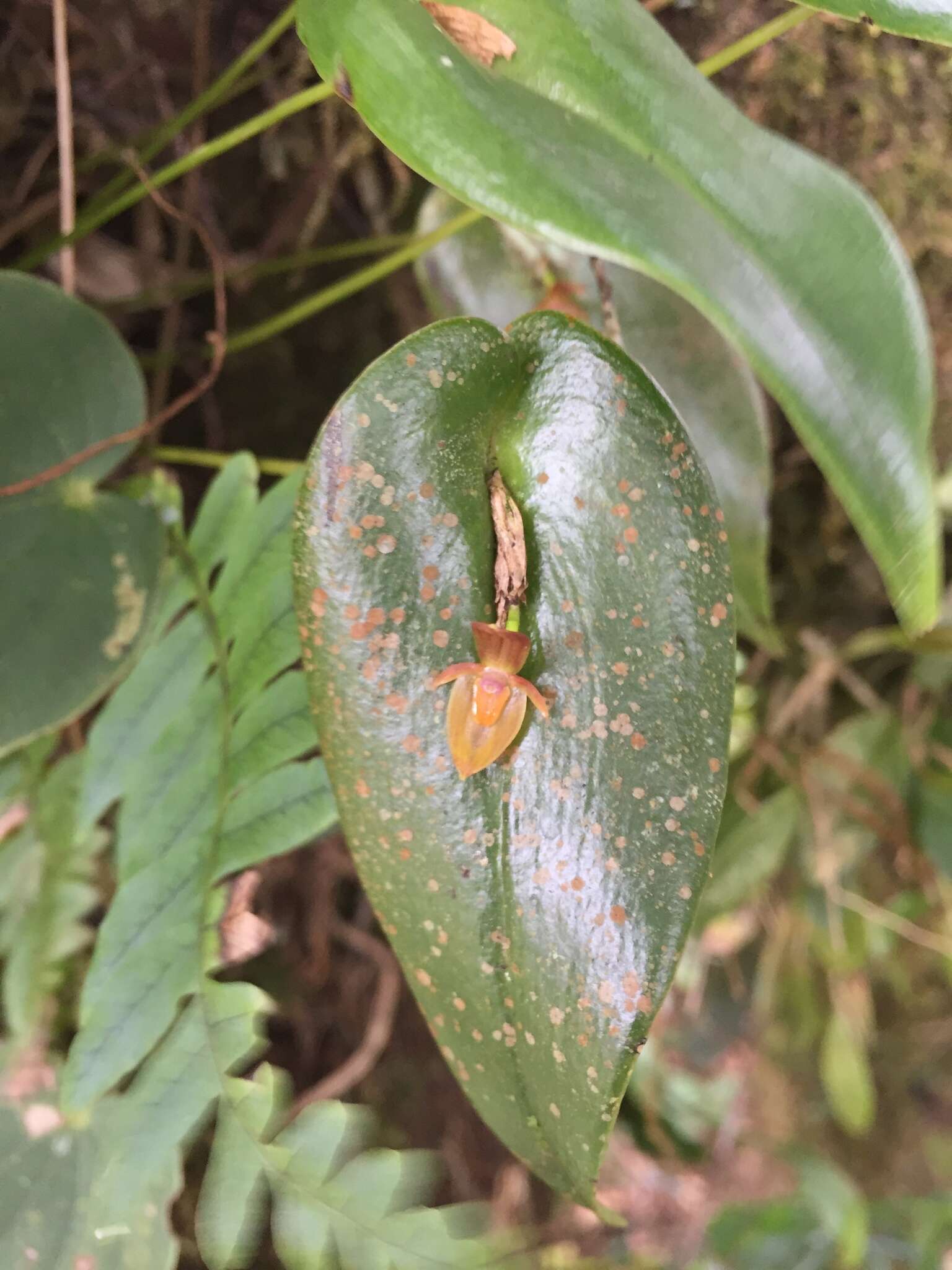 Image of Pleurothallis homalantha Schltr.